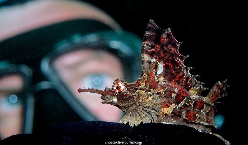Красота подводного мира глазами дайвера