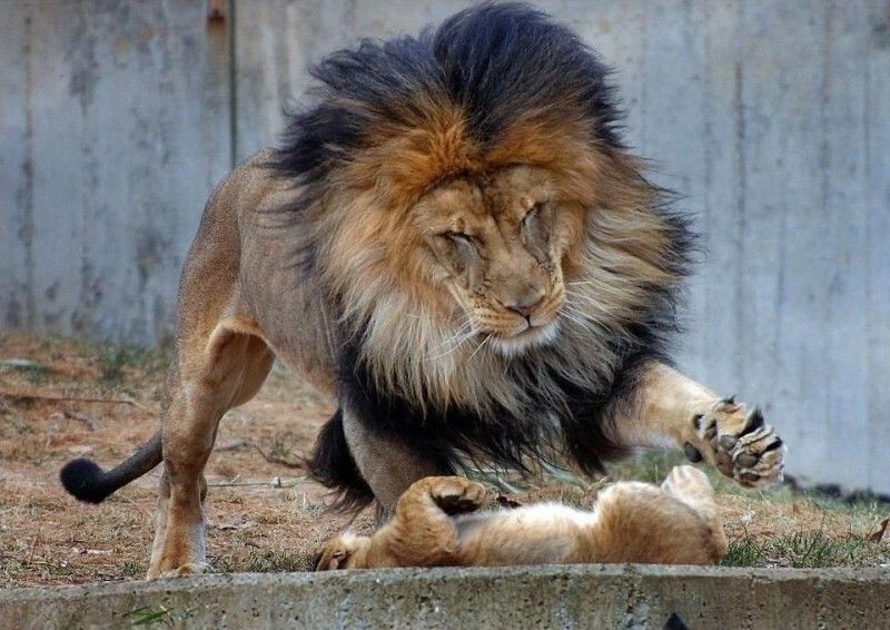 Вся суть родительских отношений на примере львиной семьи