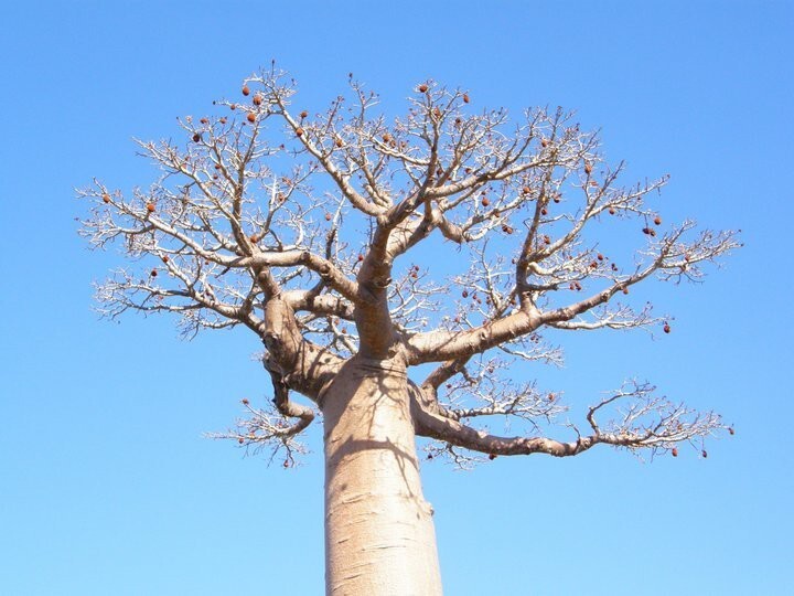 Удивительное дерево — баобаб