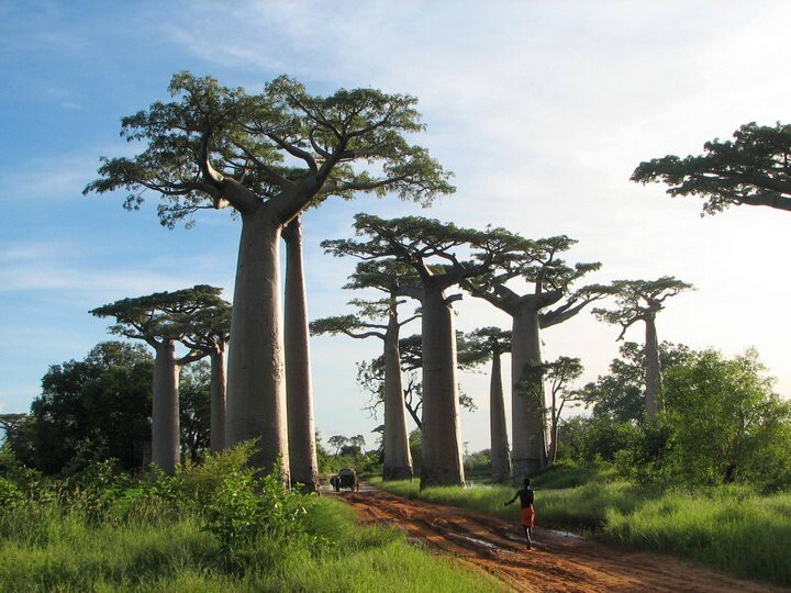 Удивительное дерево — баобаб