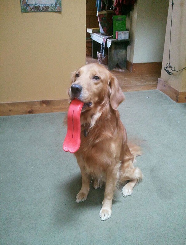 У этой собаки слишком длинный язык