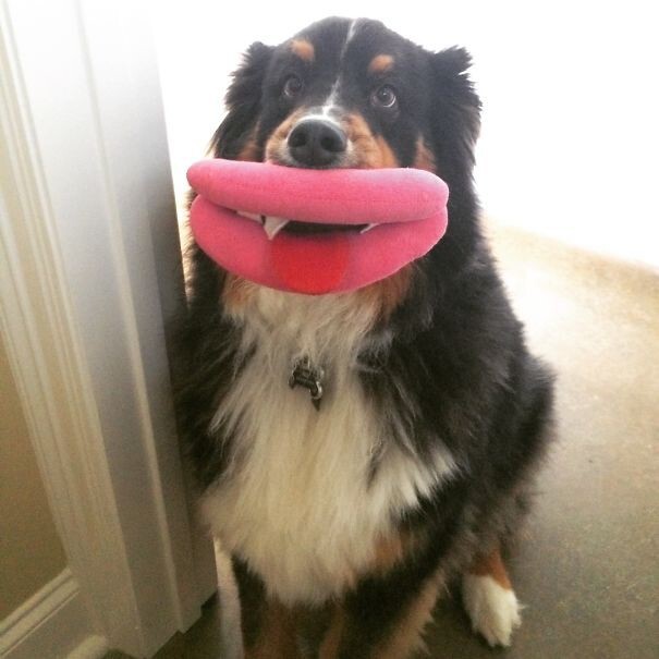 Собаки с игрушками — смешные моменты