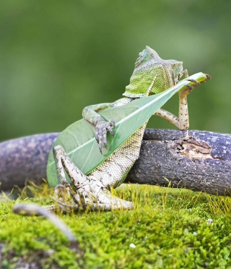 Ящерица играющая на "гитаре"