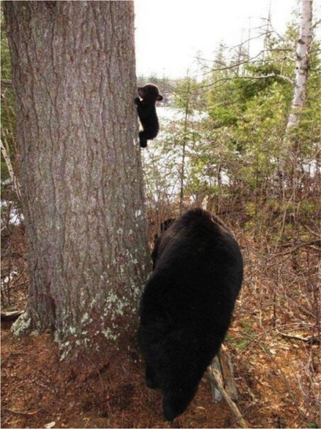 Первый подъем медвежонка на дерево