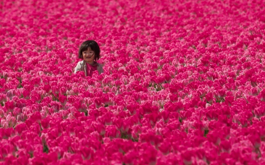 Девочка в тюльпановых полях, Голландия