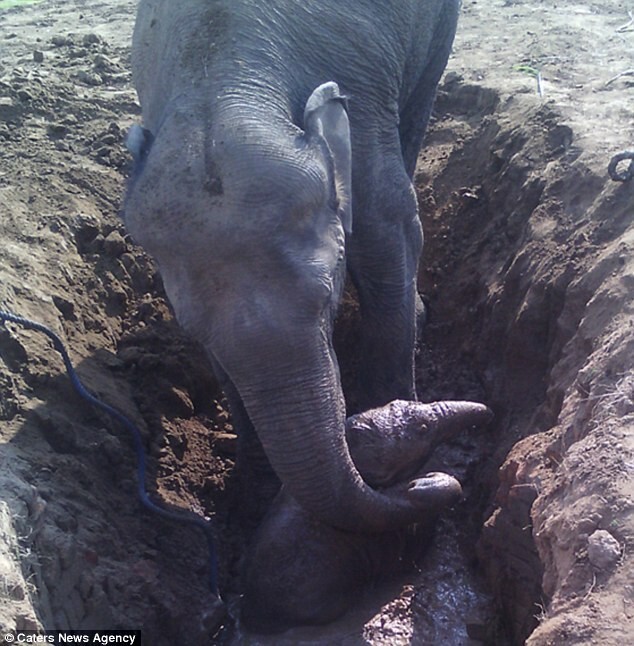 Это невероятно! Слониха 11 часов спасала своего малыша из колодца