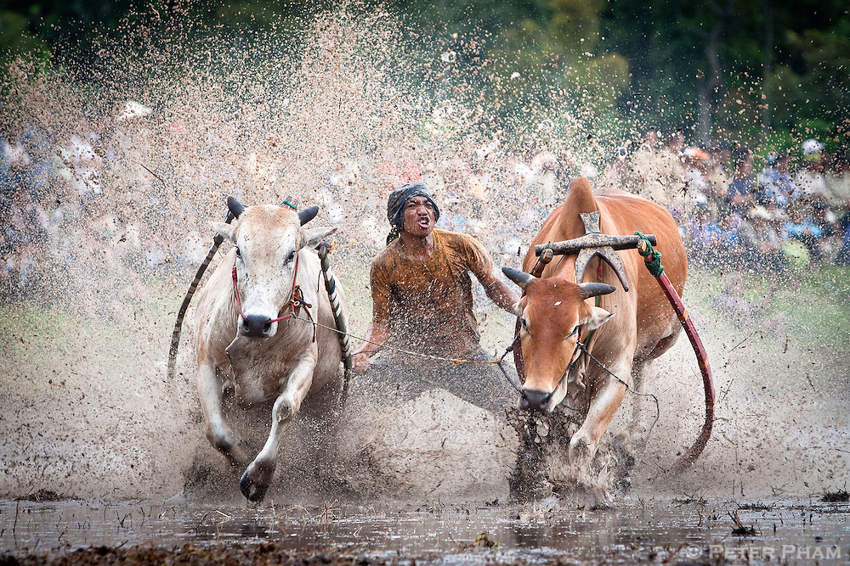 Паку Джави  (Гонки в грязи на быках) Малайзия