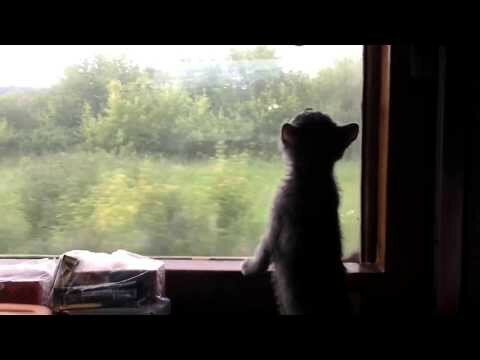 Любопытный котенок 
