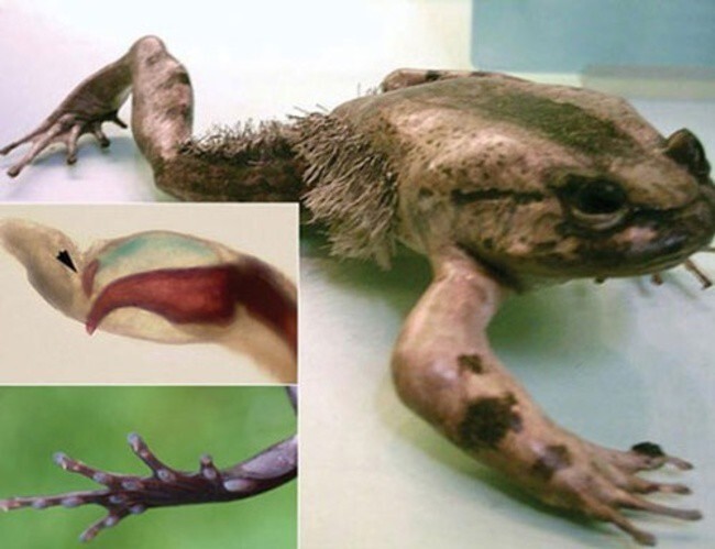 Африканская волосатая лягушка: когти россомахи