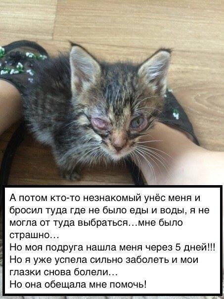 История одного котенка от первого лица