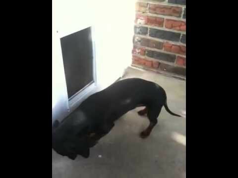 собака и двери мега FAIL  