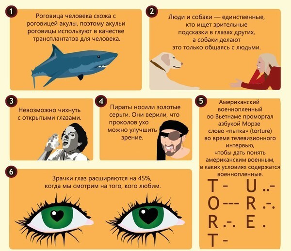 50 интересных фактов о глазах 
