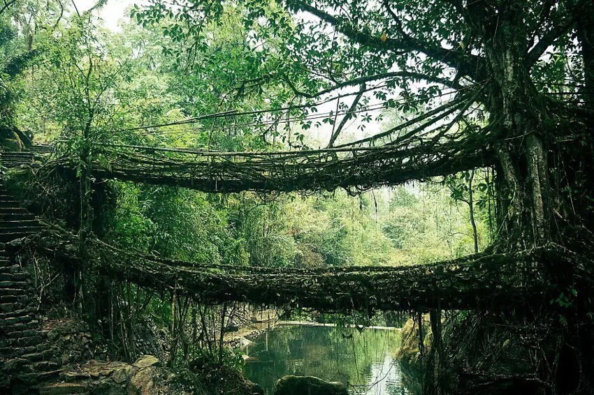 Мост из корней, Индия