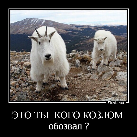 Это ты  кого козлом 