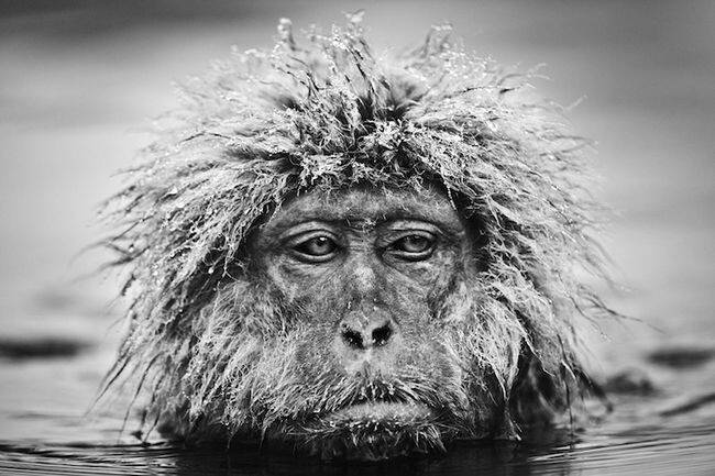 Необычные фотографии диких животных от Дэвида Ярроу