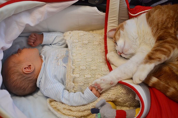 39 очаровательных доказательств, что вашему ребенку нужен кот
