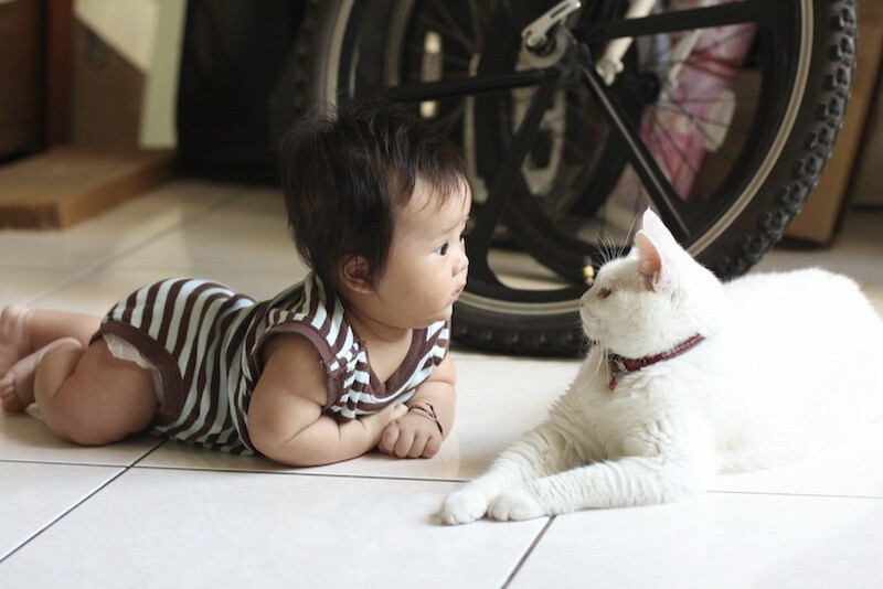 39 очаровательных доказательств, что вашему ребенку нужен кот