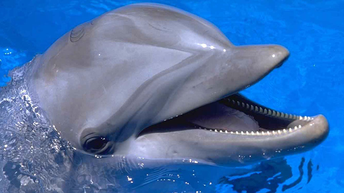 2. Дельфин
