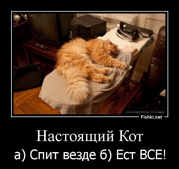 Настоящий Кот