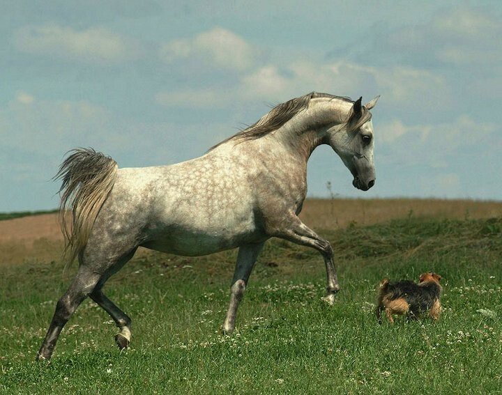 Арабские скакуны. 