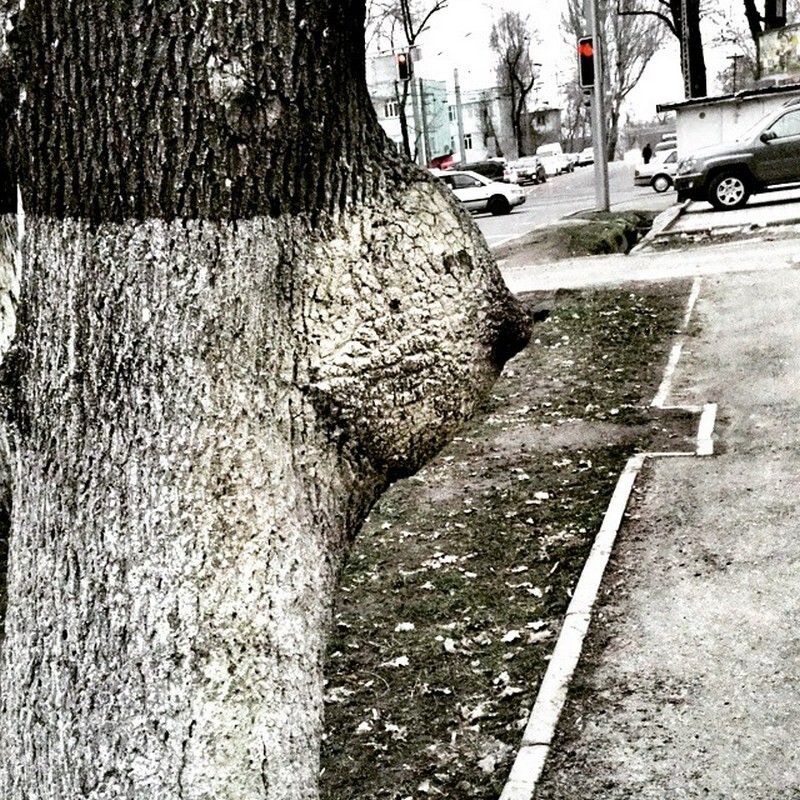 У деревьев тоже бывает пол