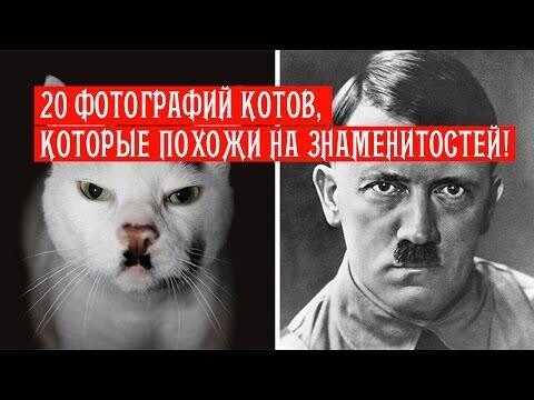 20 фотографий котов, которые похожи на знаменитостей