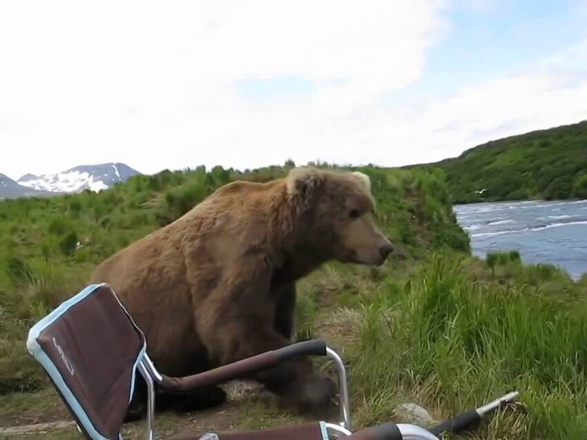 Сходил на рыбалку и скорешился с медведем 