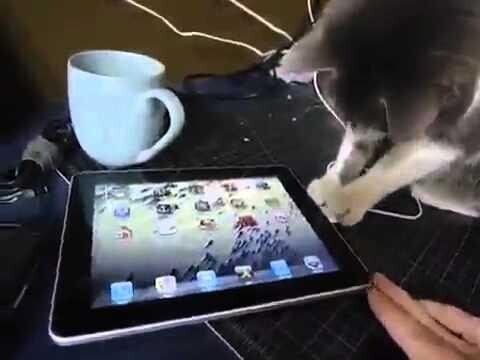 Кот и новые технологии 