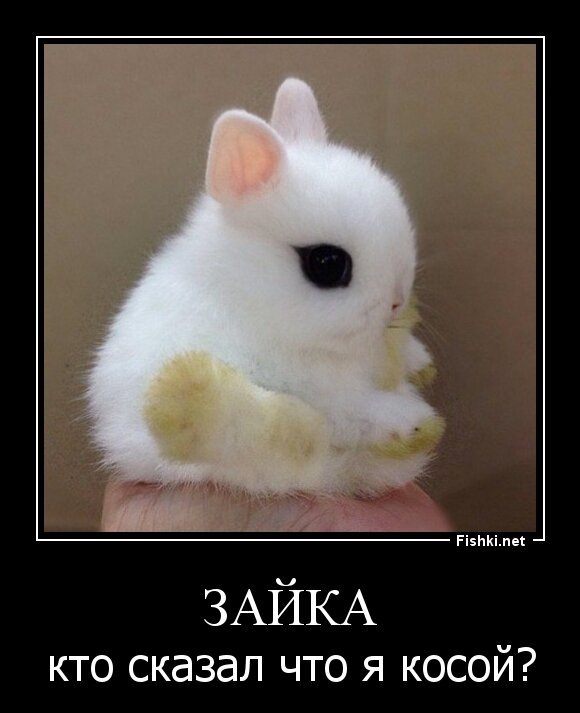 зайка