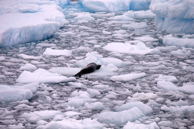 В Антарктиде льдины землю скрыли