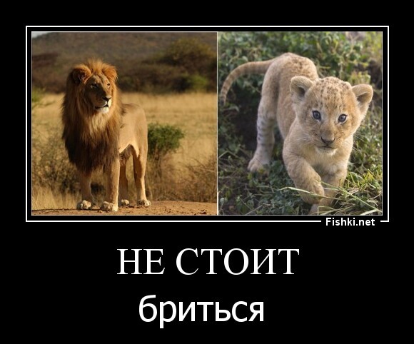 Не стоит