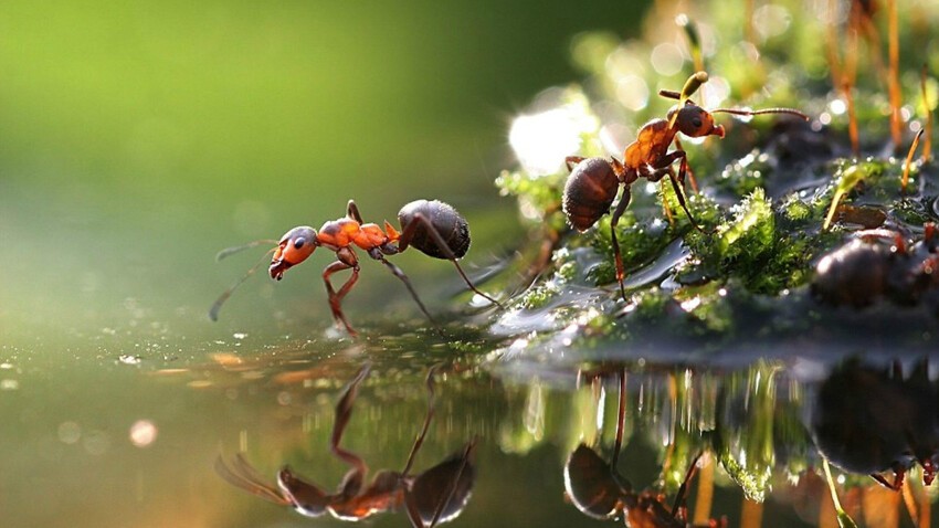 Вполне вероятно, что Земля остыла благодаря муравьям.