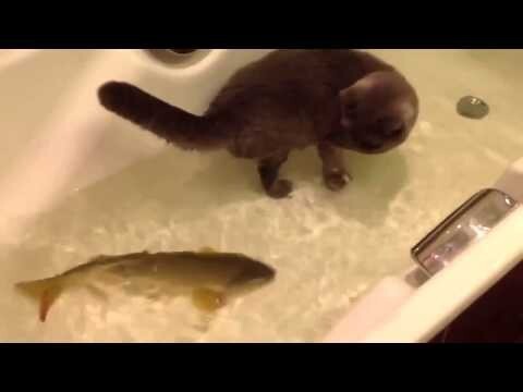 Кот купается с рыбой 