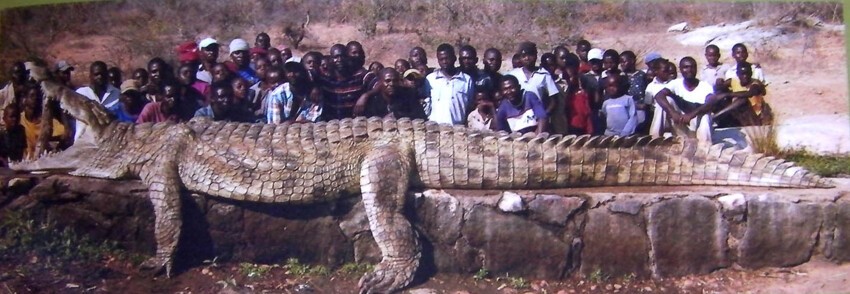 Самый большой крокодил.