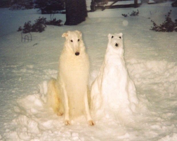 15. Собака-снегобака