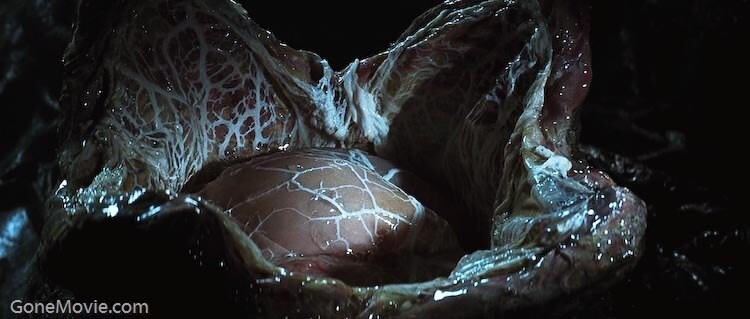 Для создания мертвого фейсхаггера в фильме Чужой (1979) Ридли Скотт попросил части рыб, головоногих и моллюсков из рыбного магазина – это все мы видим внутри перевернутого фейсхаггера в сценах его препарирования командой «Ностромо»
