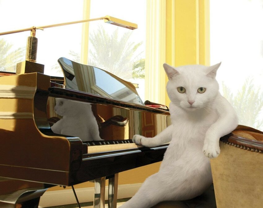 1. Пианино для кошек