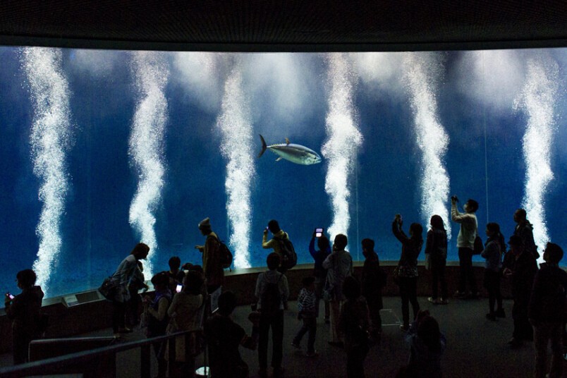 В Токийском океанариуме по неизвестным причинам начался мор рыбы. 