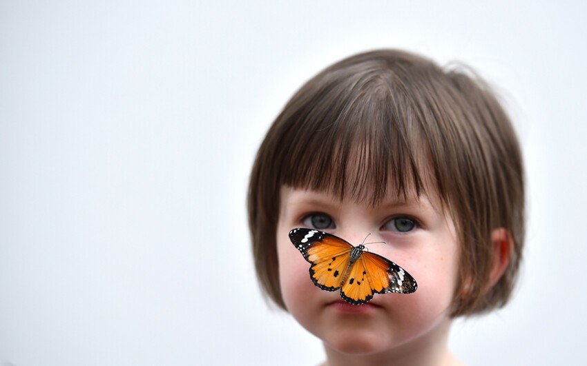 В лондонском Музее естествознания открылась выставка под названием «Потрясающие бабочки».