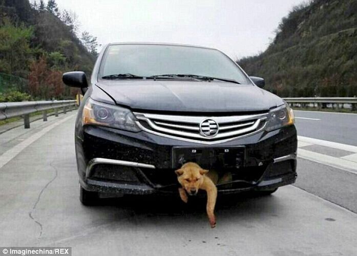 Бездомная собака попала под автомобиль и выжила