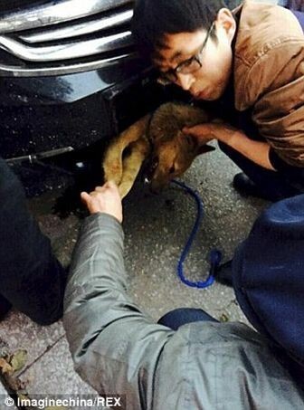 Бездомная собака попала под автомобиль и выжила