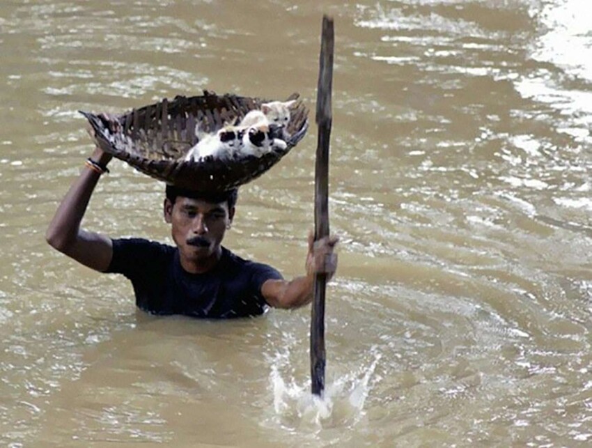 9. Мужчина спас котят во время наводнения 