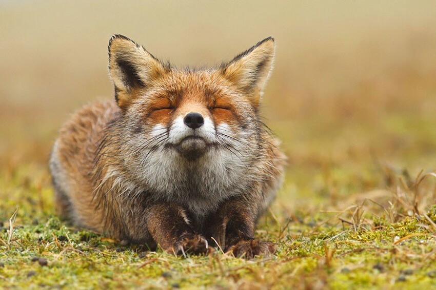 7 самых красивых лис на планете