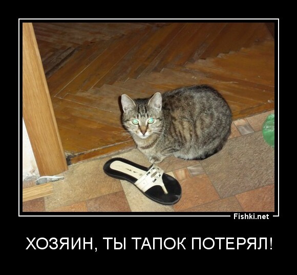 Хозяин, ты тапок потерял!