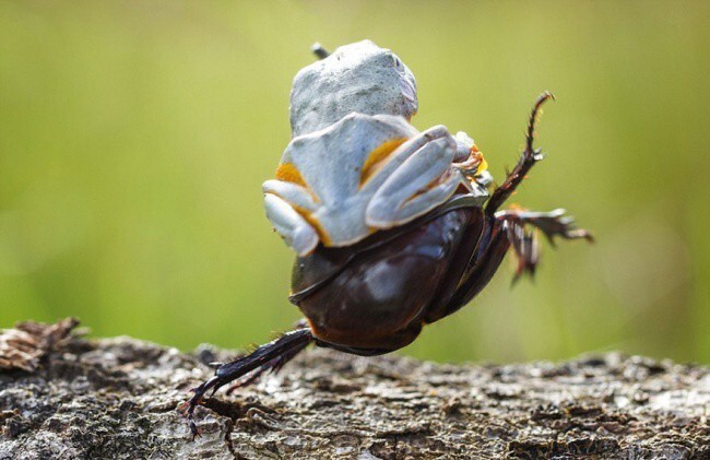 Лягушка устроила родео на жуке