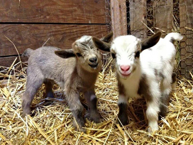 Две козы с радостью фотографируются