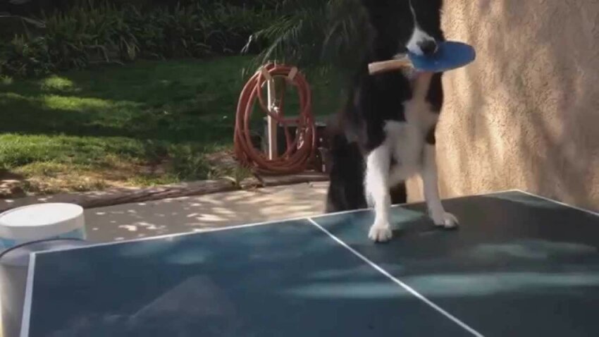 Пес любит играть в пинг понг 