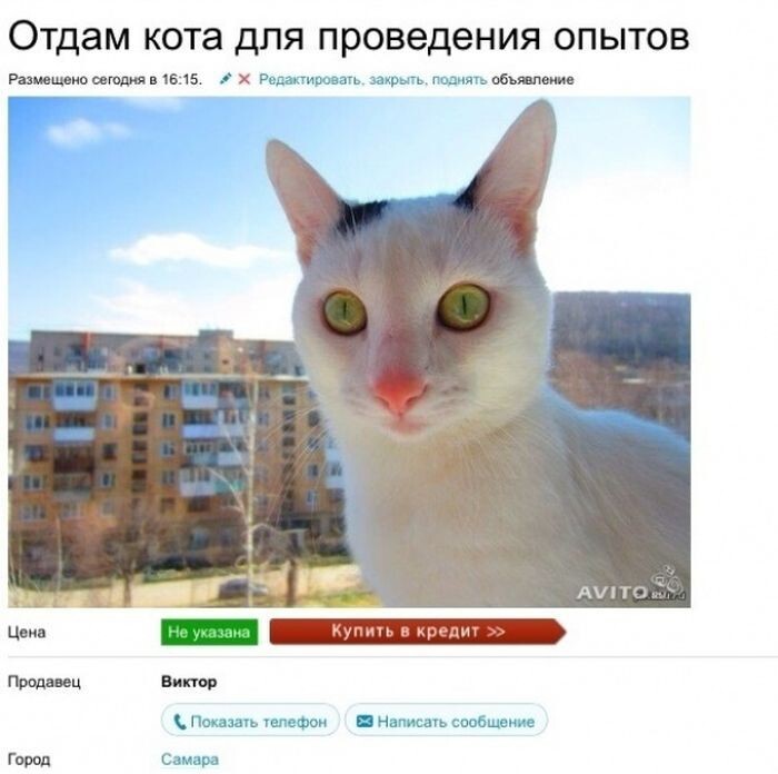Лучшие объявления на Avito