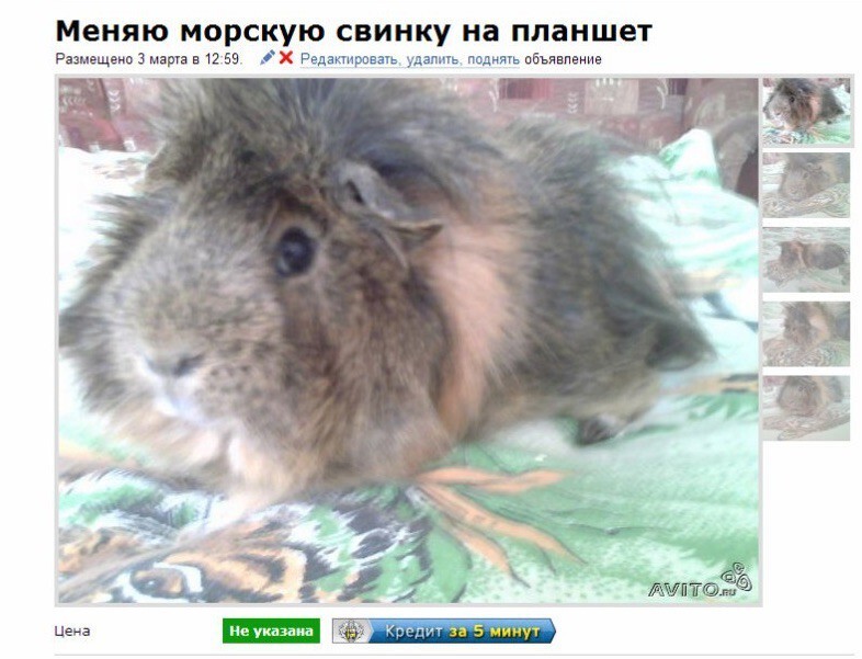 Лучшие объявления на Avito