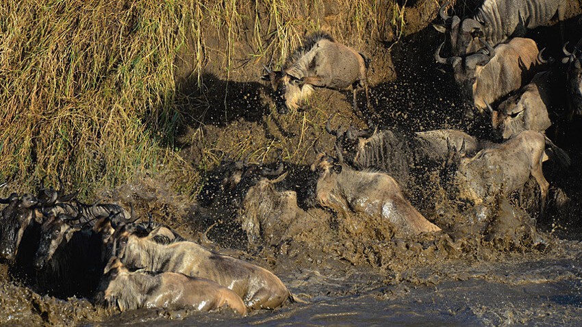 Храбрые зебры против тысяч антилоп